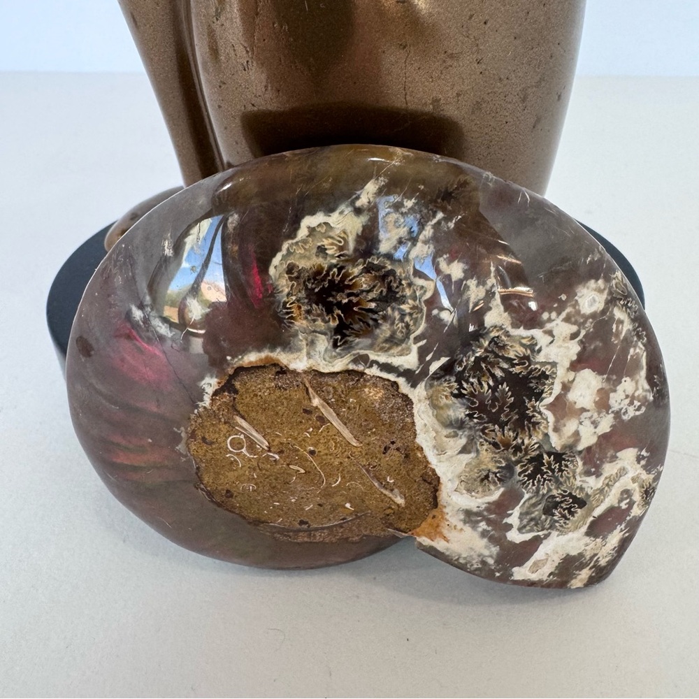 Large Matching Pair of Iridescent Polished Ammonite Fossils from Morocco - Picture 16 of 16